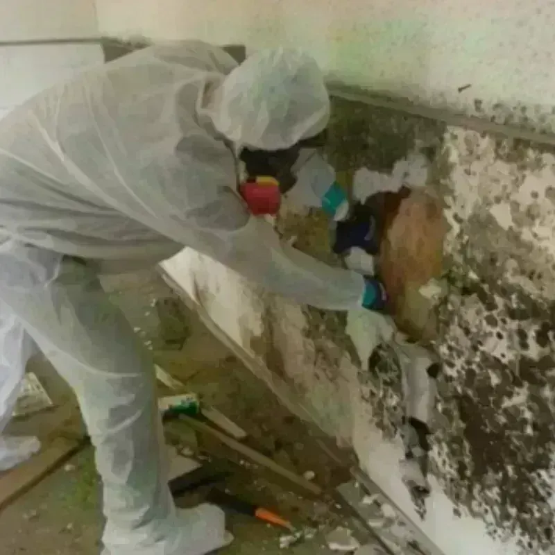 Mold Remediation and Removal in Woodlake, VA